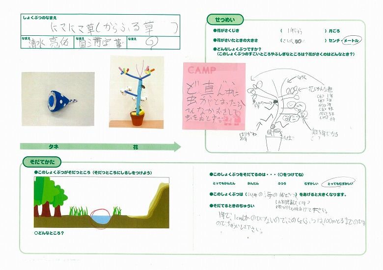 にこにこ草(からふる草)