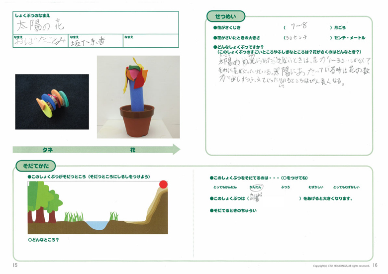 太陽の花