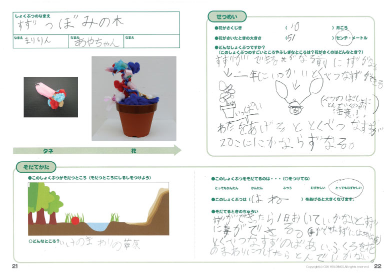 すずつぼみの木