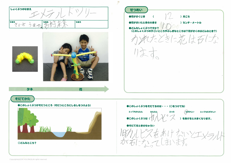 エメラルドツリー