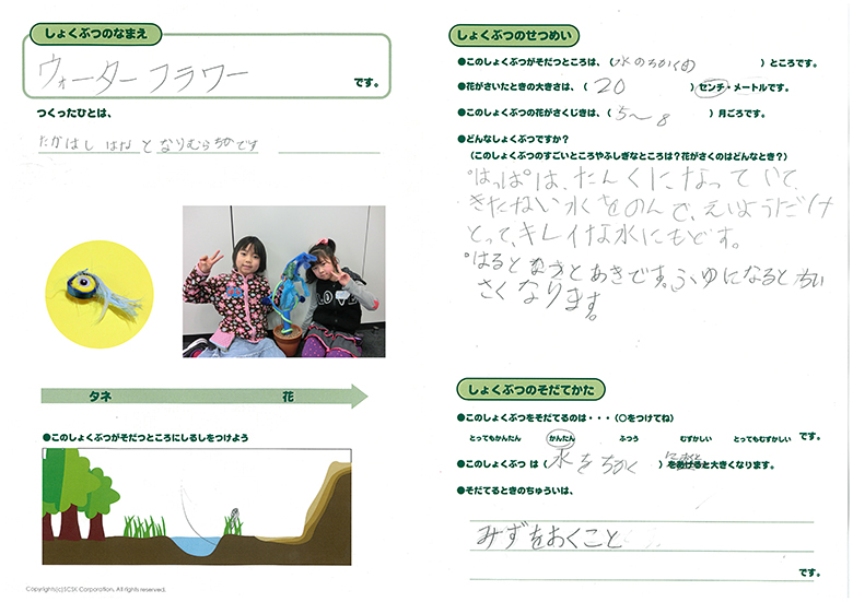 ウォーターフラワー